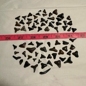 Fossilized Shark Teeth